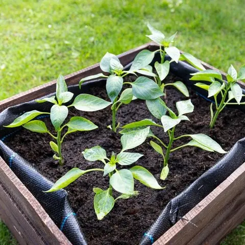 Hochbeet mit jungen Paprikapflanzen