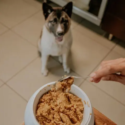 Hund wartet auf sein Futter
