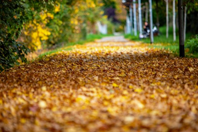 Laubbläser, Laubsauger und Akku-Gartengeräte: Fit für den Herbst