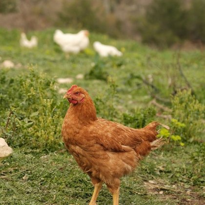 Geflügel, Tauben & Flugwild