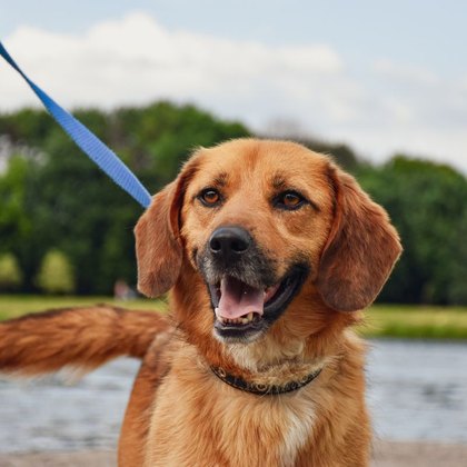 Hunde
