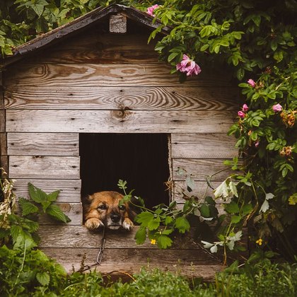 Hundehütten