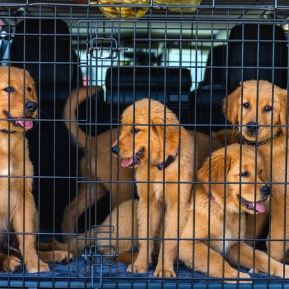 Hundekisten & Zwinger