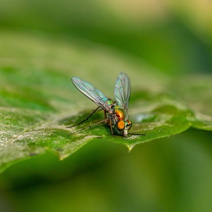 Insekten- & Schädlingsbekämpfung für den Innenbereich