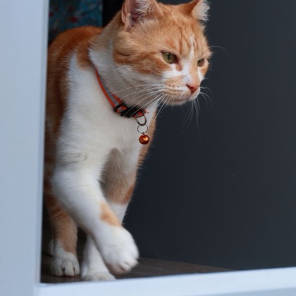 Katzenklappen & Außennetze