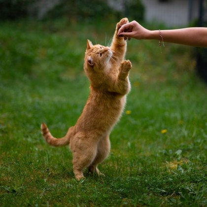 Katzensnacks