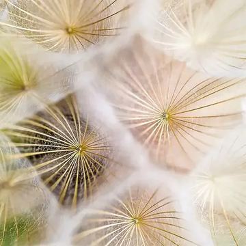 Lasche 2013 | Blowball