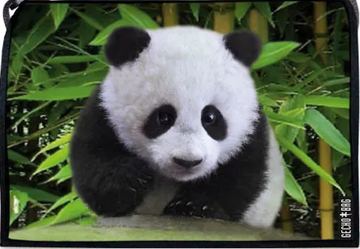 Lasche 307 | Panda von Geckobag