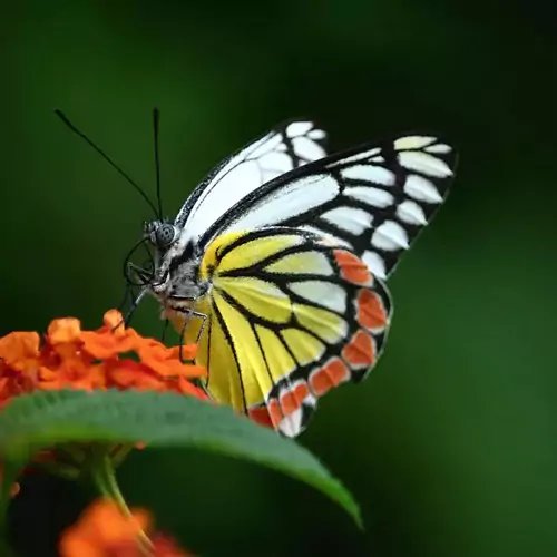 Lasche 2016 | Schmetterling von Geckobag
