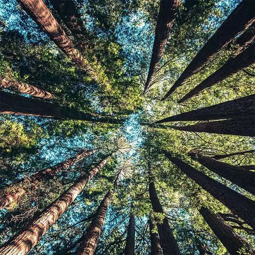 Lasche 2020 | Wald von Geckobag