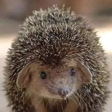 Lasche 2049 | Igel