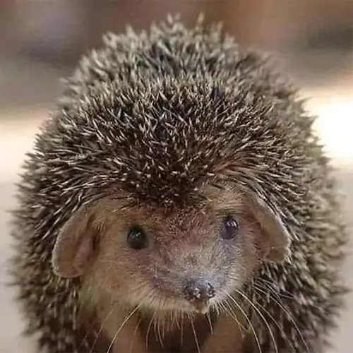 Lasche 2049 | Igel
