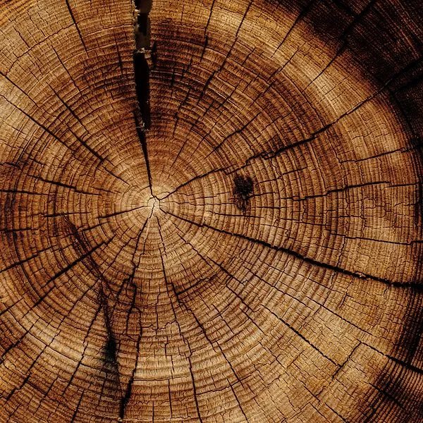 Lasche 2005 | Baum