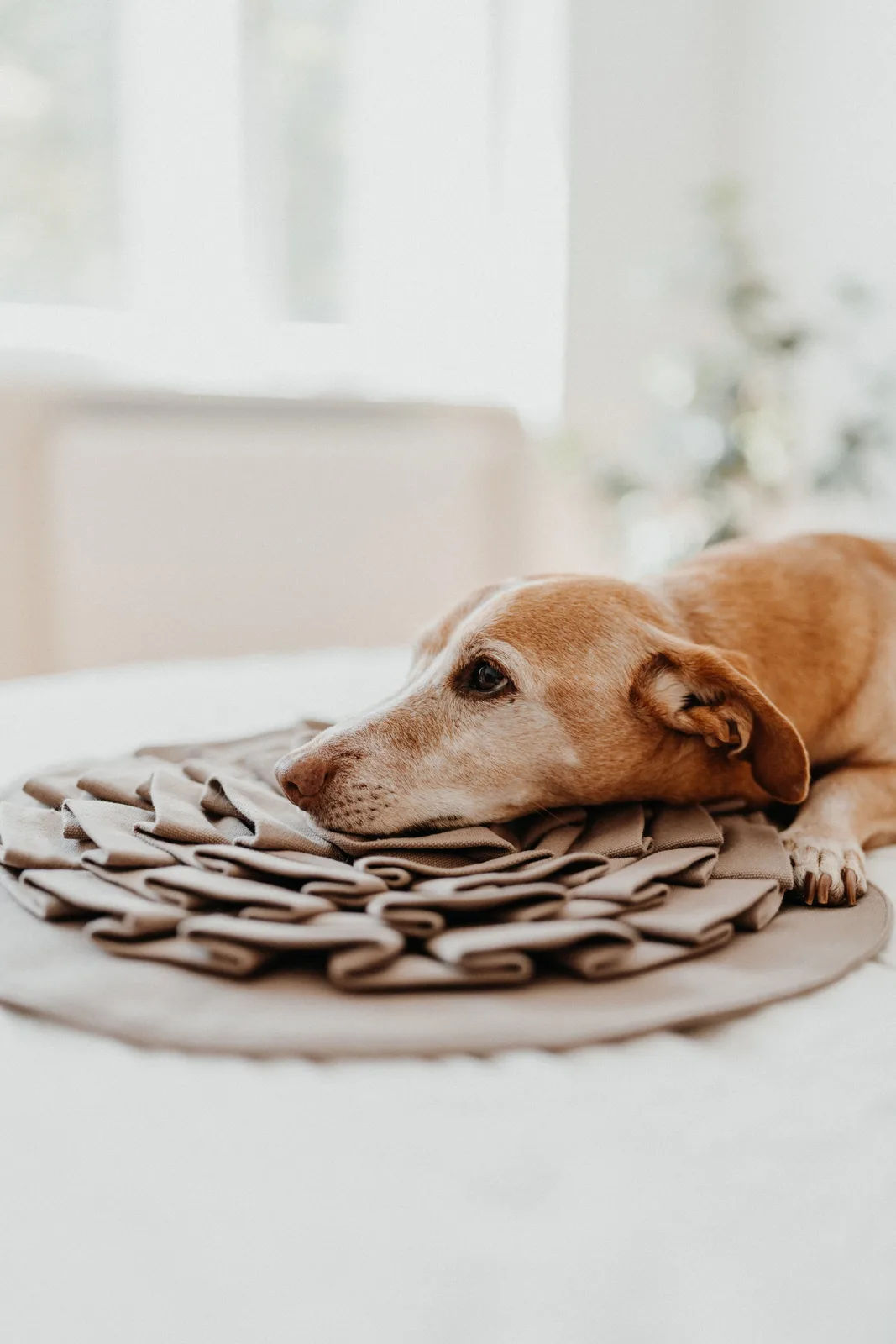 Phino Sniffpad für Hunde, Ansicht 4