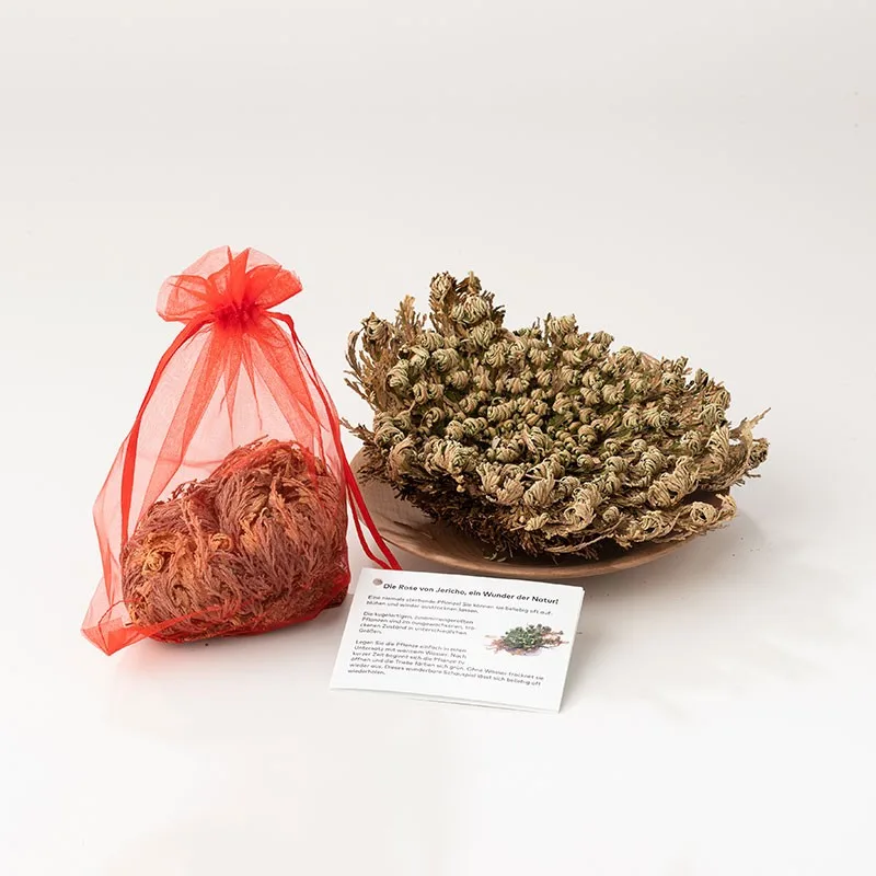 Rose von Jericho, Ansicht 3