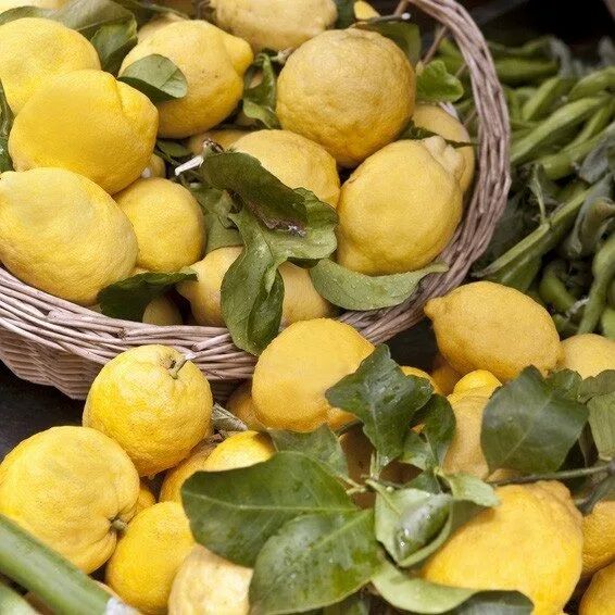 Lemonenweihrauch, Ansicht 2