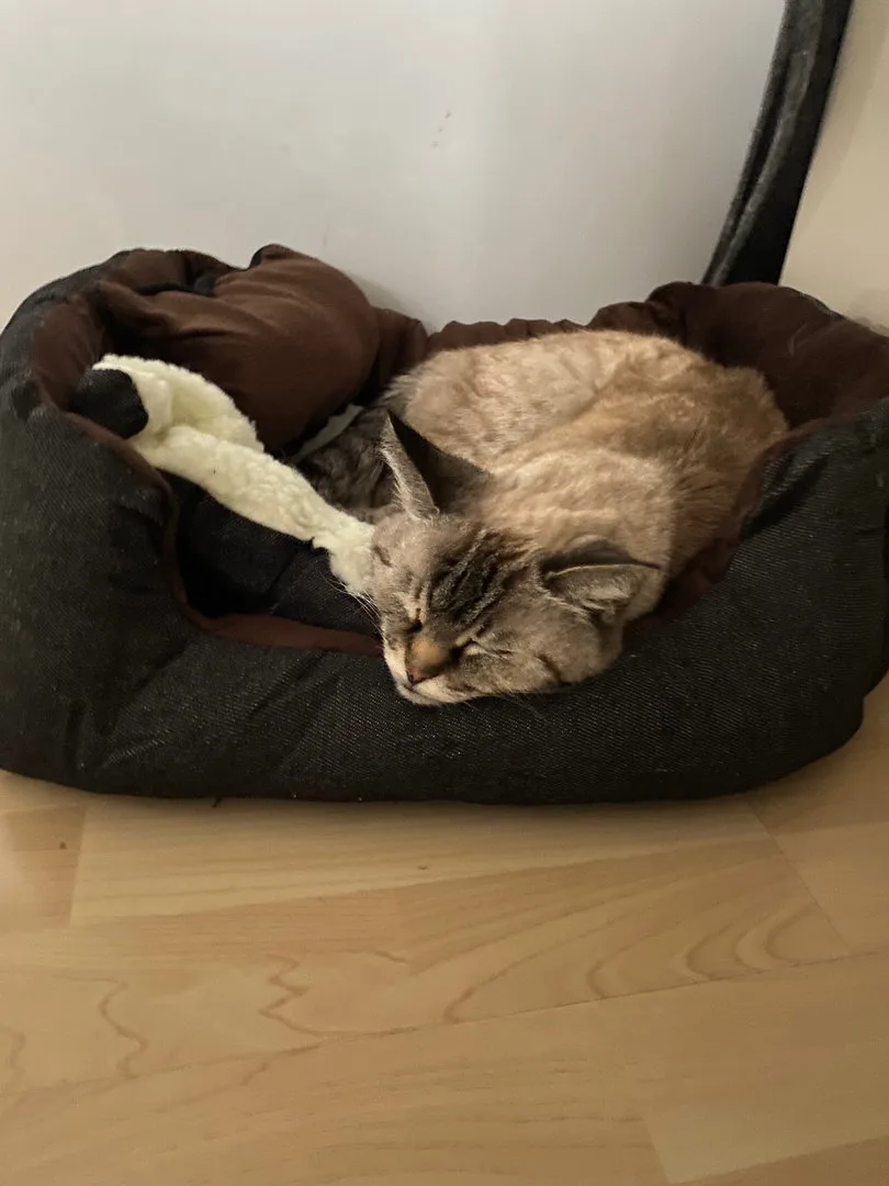 Tierbett, Hundebett, Katzenbett 52cm, Ansicht 11