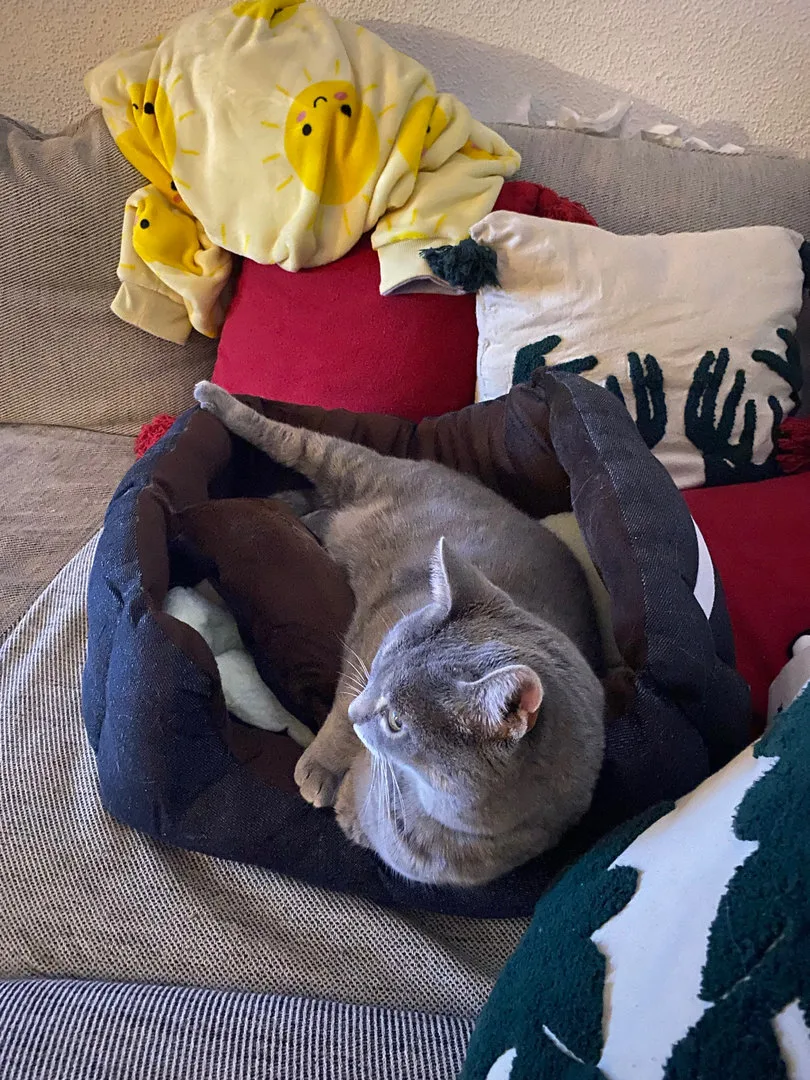 Tierbett, Hundebett, Katzenbett 52cm, Ansicht 12