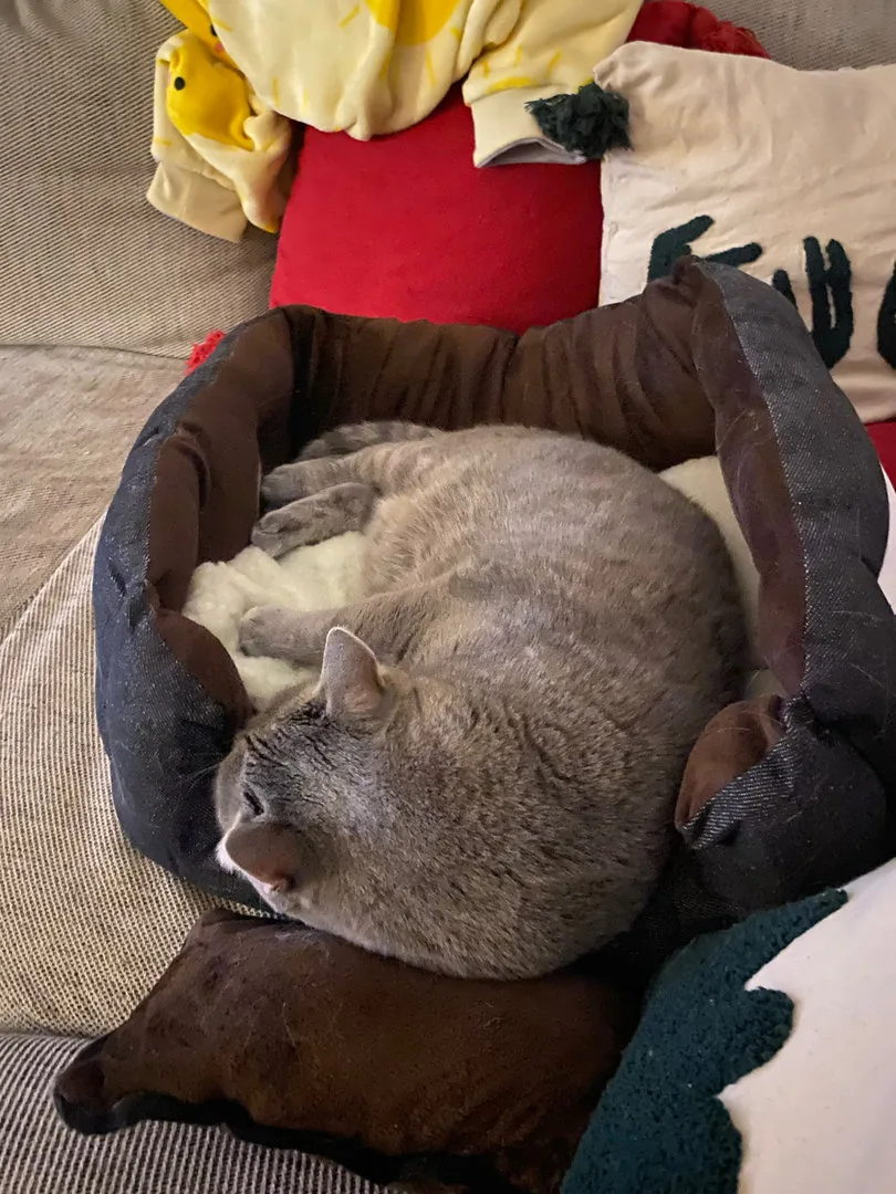 Tierbett, Hundebett, Katzenbett 52cm, Ansicht 13