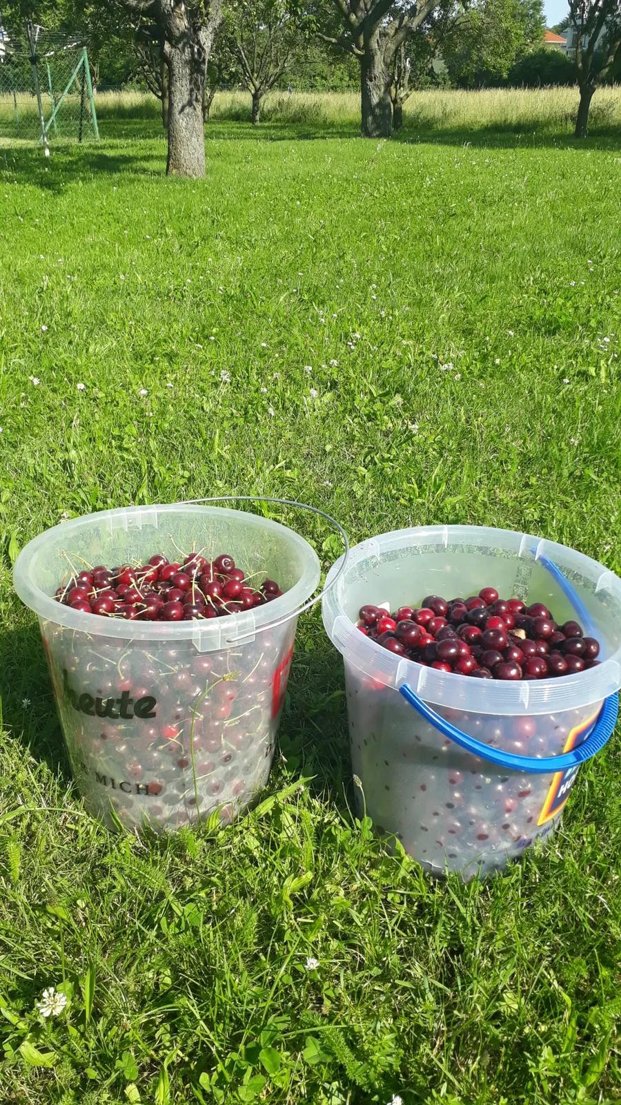 Kirschlikör – 16,60 % vol. — Bild 4