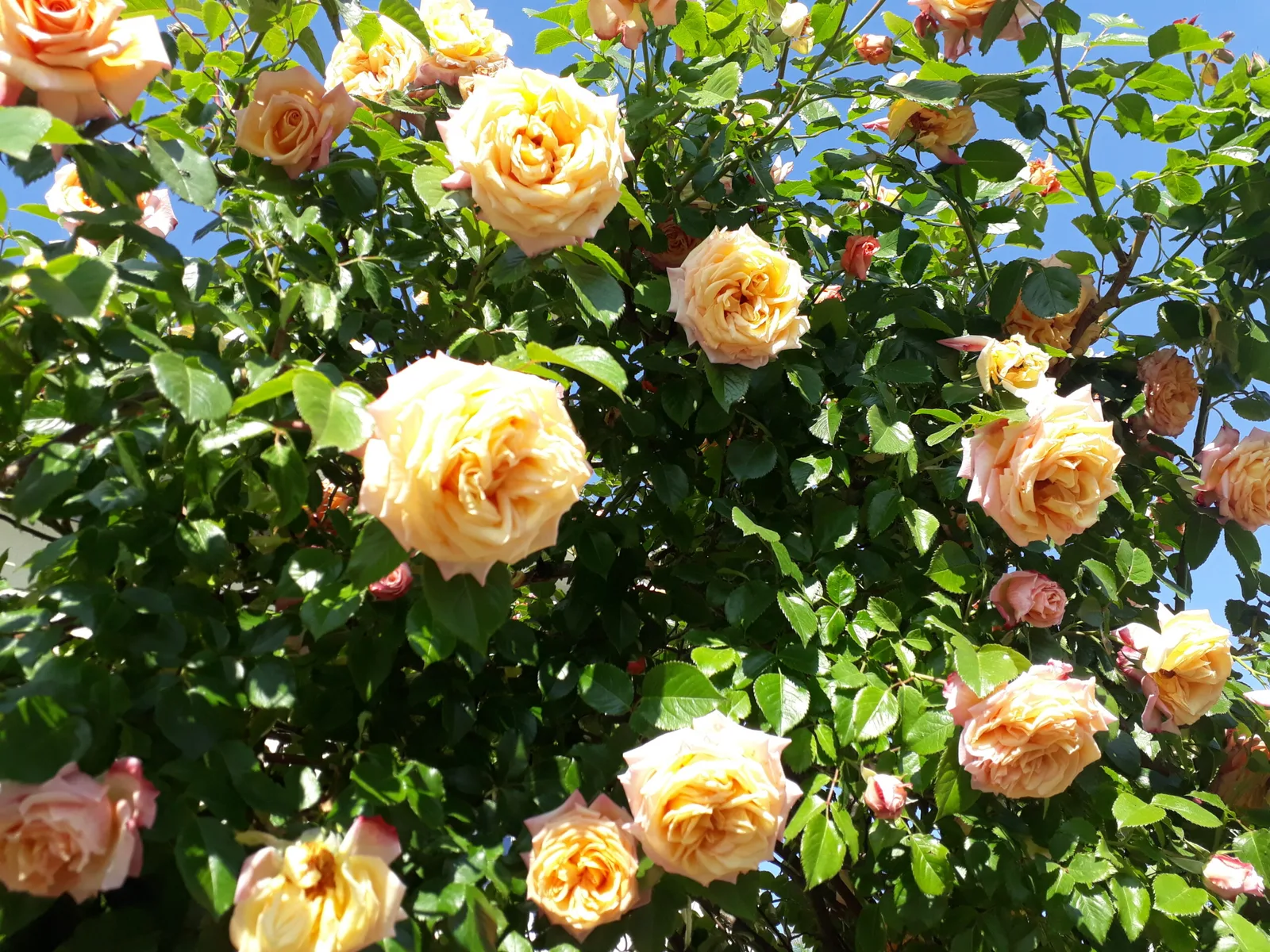 Rosenlikör – 20,70 % vol. — Bild 5