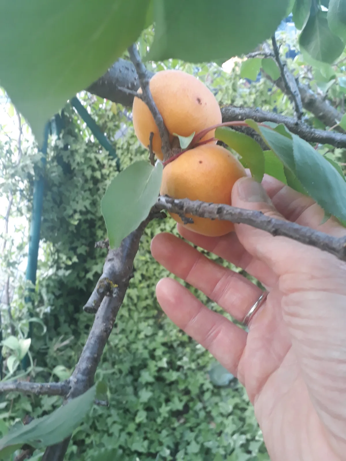 Marillenlikör – 15,10 % vol. – SILBER 2019 — Bild 4