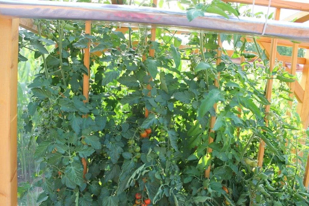2. Folie für Tomaten-Paradies, Ansicht 3
