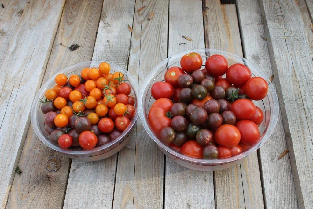 Tomaten-Paradies, Ansicht 21