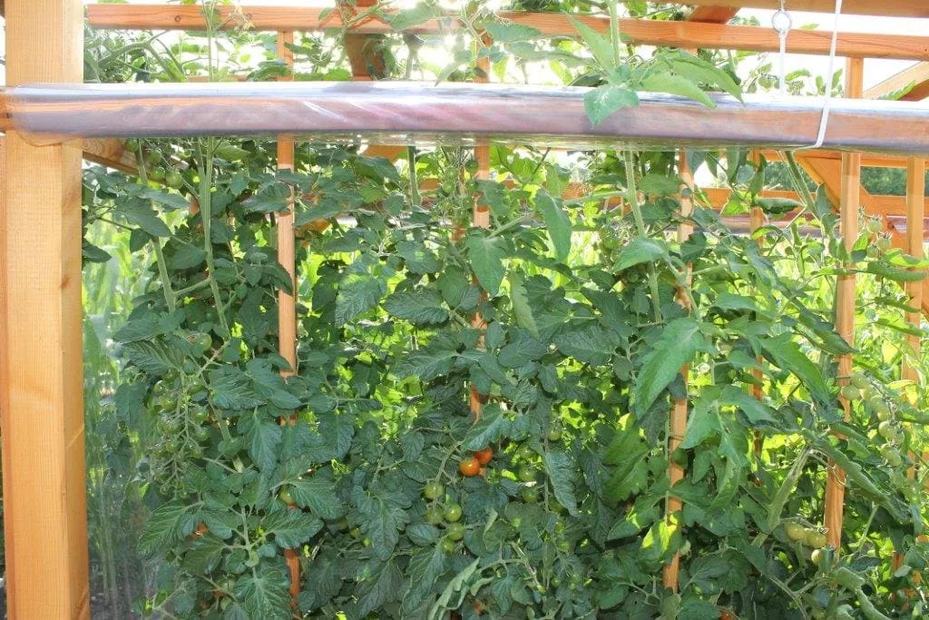 Tomaten-Paradies, Ansicht 23