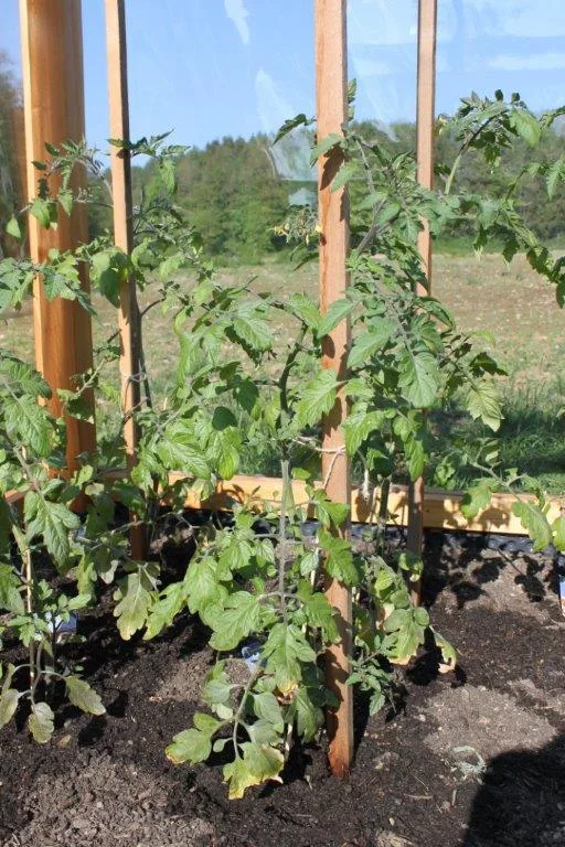 Tomaten-Paradies, Ansicht 25