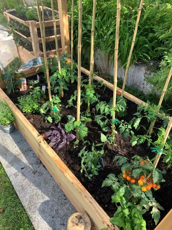 Tomaten-Paradies, Ansicht 28
