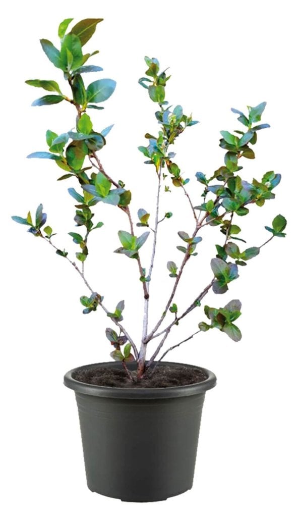 Aronia Strauch Sorte Nero, Premium Qualität, 60-80  cm, wurzelnackt mit Dünger