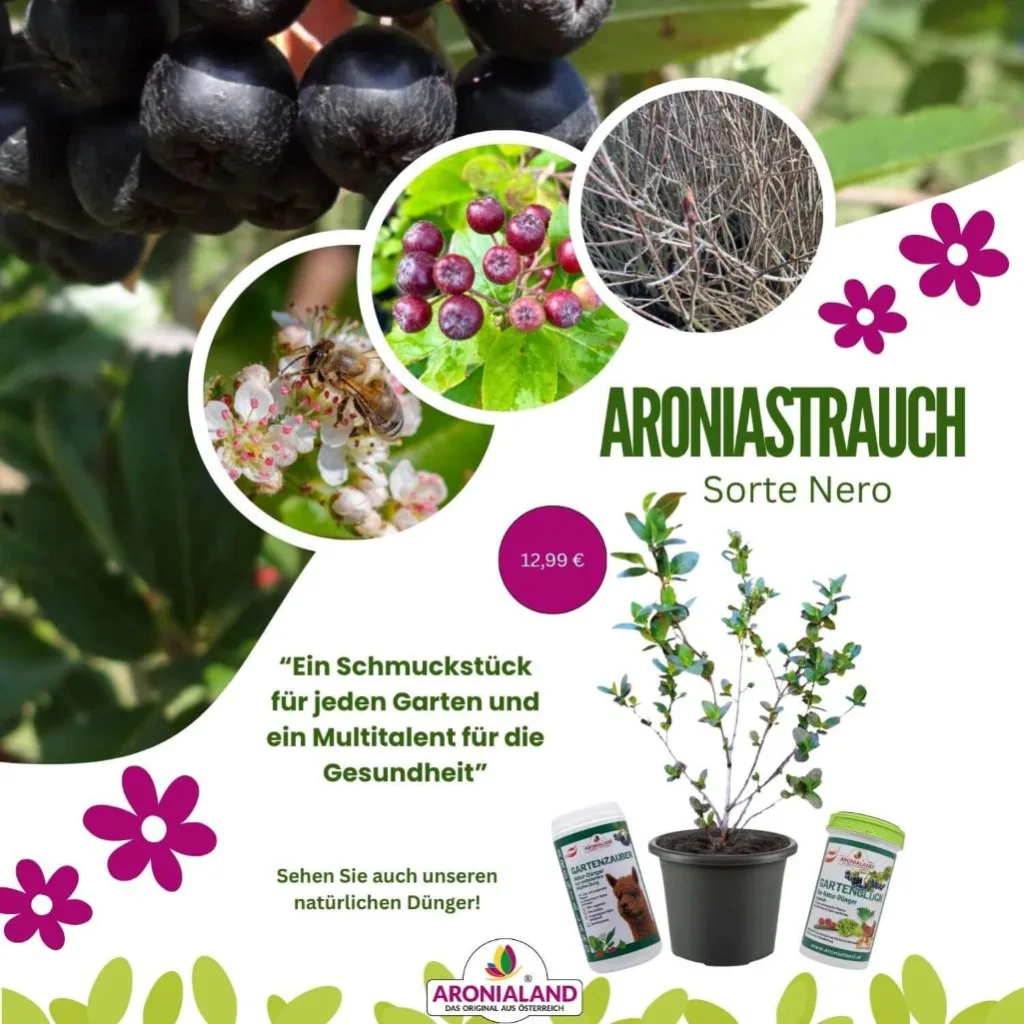 Aronia Strauch Sorte Nero, Premium Qualität, 60-80  cm, wurzelnackt mit Dünger, Ansicht 2