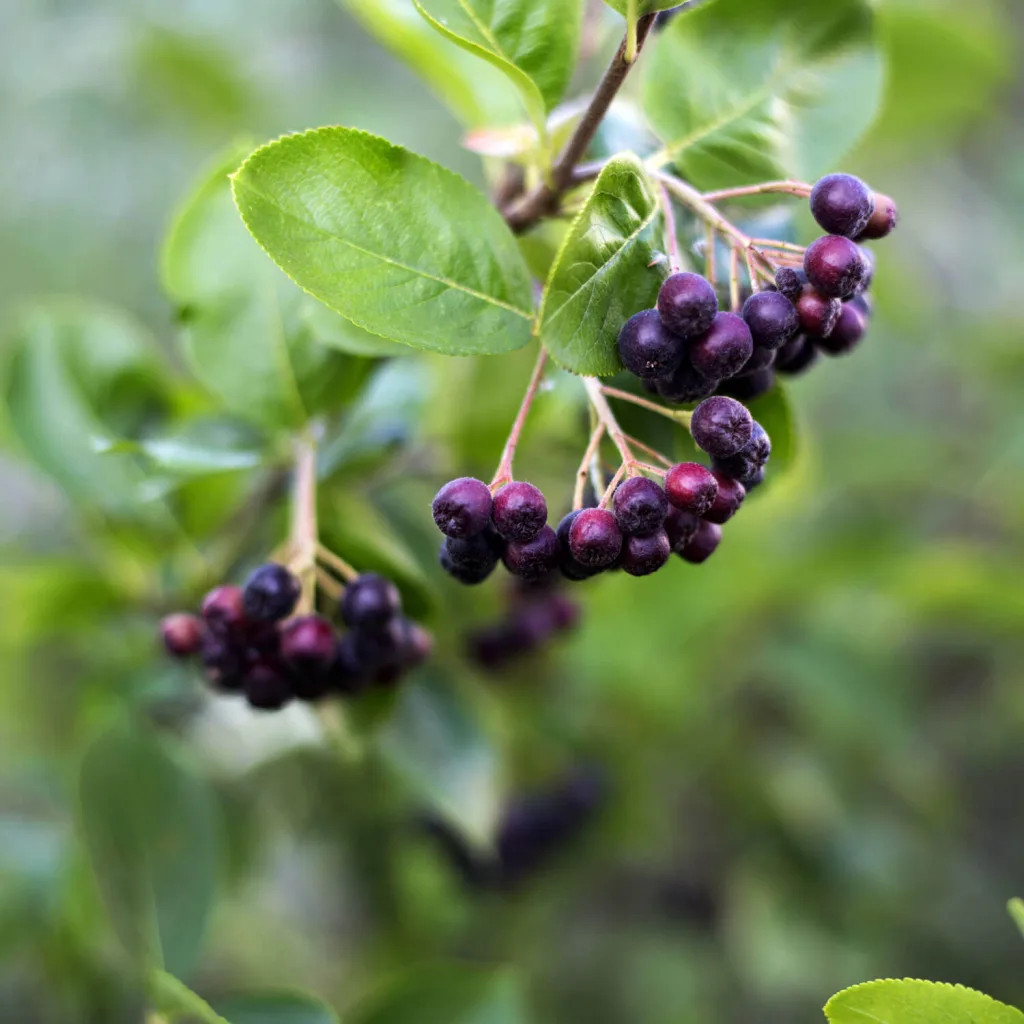 Aronia Strauch Sorte Nero, Premium Qualität, 60-80  cm, wurzelnackt mit Dünger, Ansicht 3