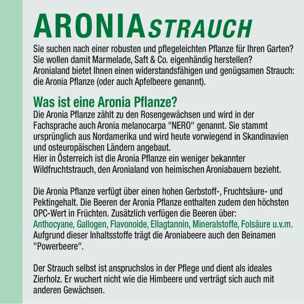Aronia Strauch Sorte Nero, Premium Qualität, 60-80  cm, wurzelnackt mit Dünger, Ansicht 4