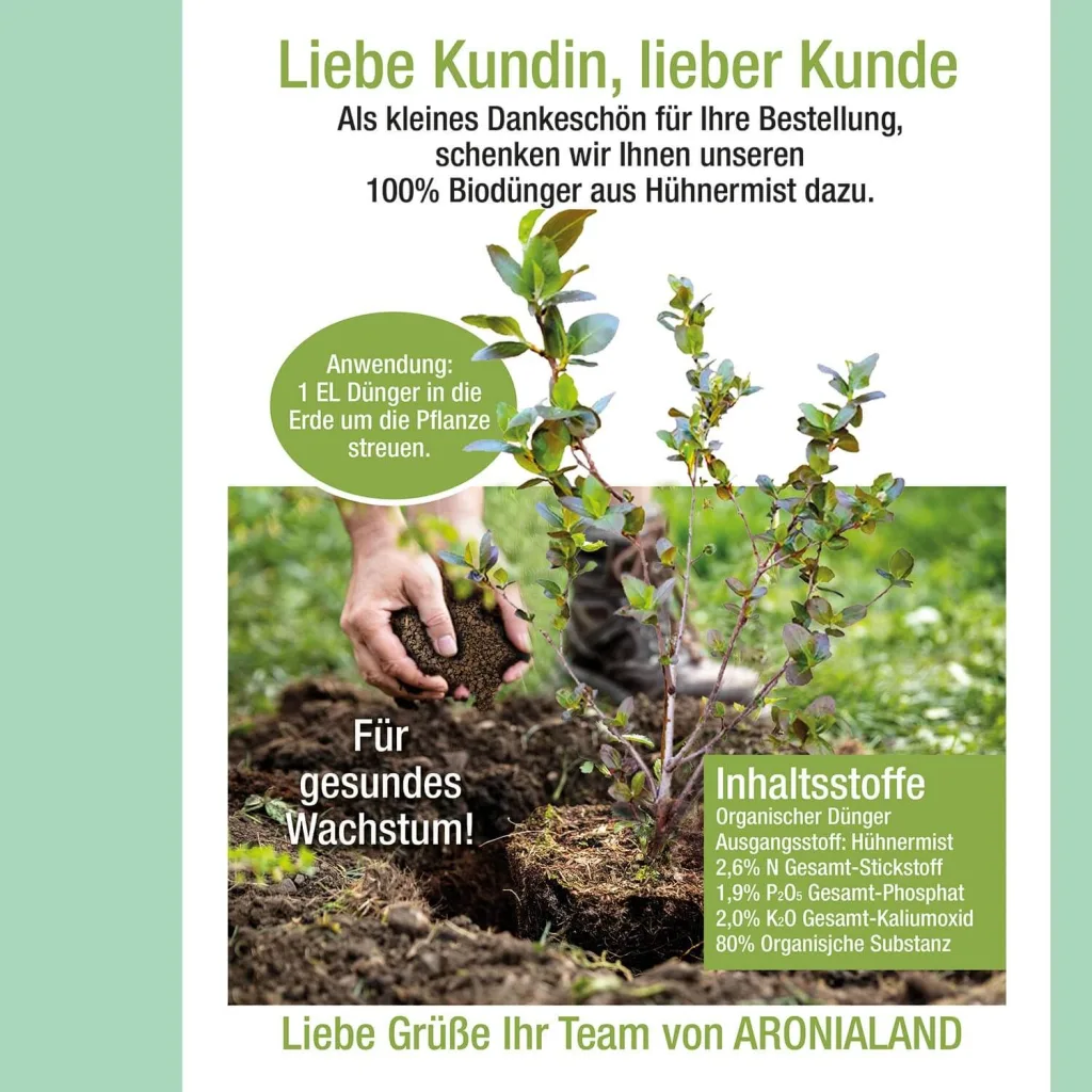 Aronia Strauch Sorte Nero, Premium Qualität, 60-80  cm, wurzelnackt mit Dünger, Ansicht 5