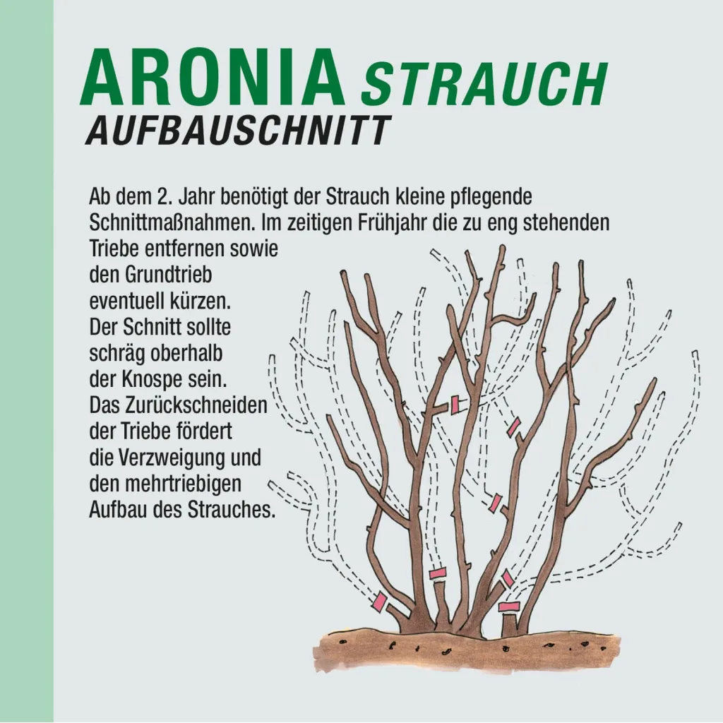 Aronia Strauch Sorte Nero, Premium Qualität, 60-80  cm, wurzelnackt mit Dünger, Ansicht 6