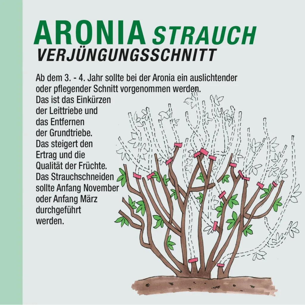 Aronia Strauch Sorte Nero, Premium Qualität, 60-80  cm, wurzelnackt mit Dünger, Ansicht 7