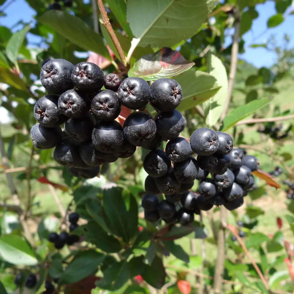 Aronia Strauch Sorte Nero, Premium Qualität, 60-80  cm, wurzelnackt mit Dünger, Ansicht 8