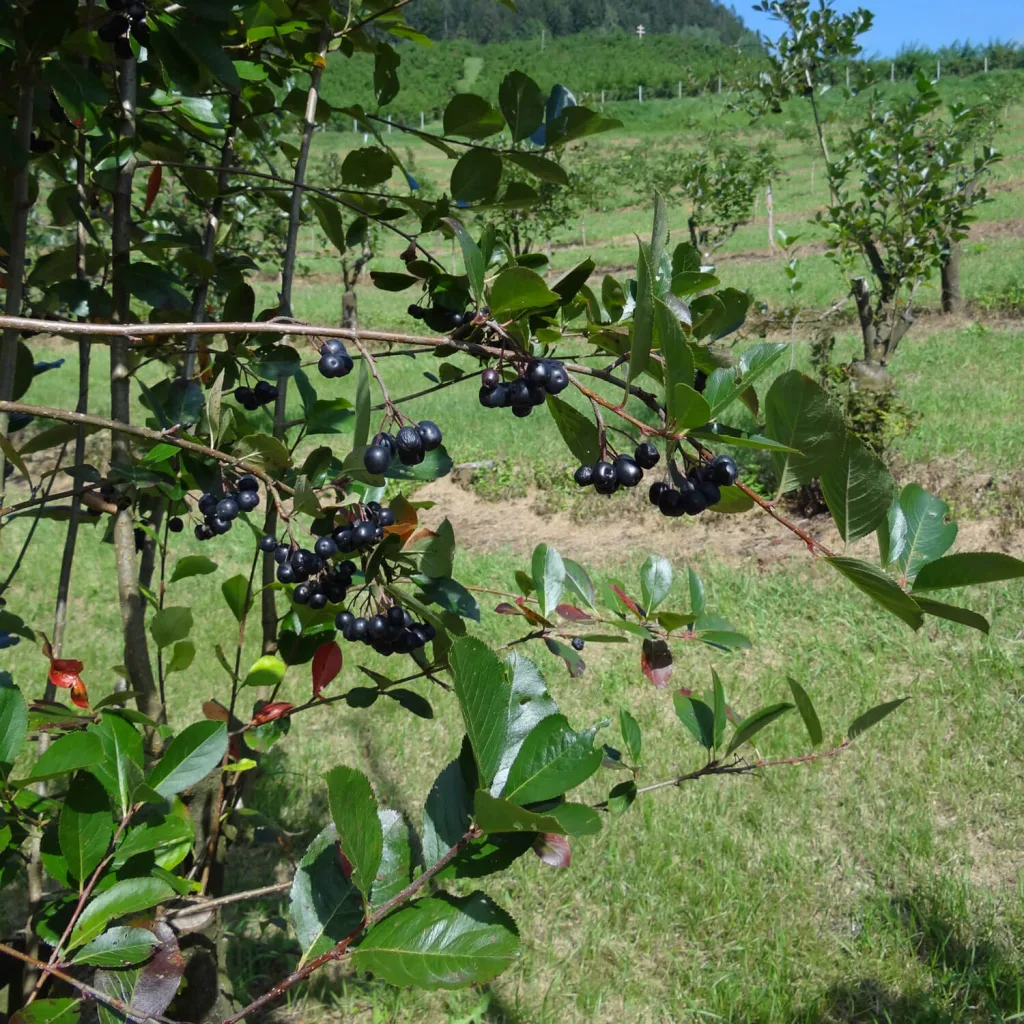 Aronia Strauch Sorte Nero, Premium Qualität, 60-80  cm, wurzelnackt mit Dünger, Ansicht 9