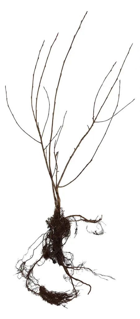 Aronia Strauch Sorte Nero, Premium Qualität, 60-80  cm, wurzelnackt mit Dünger, Ansicht 10