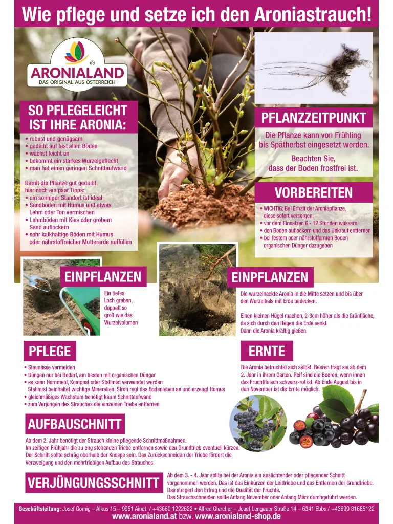 Aronia Strauch Sorte Nero, Premium Qualität, 60-80  cm, wurzelnackt mit Dünger, Ansicht 11