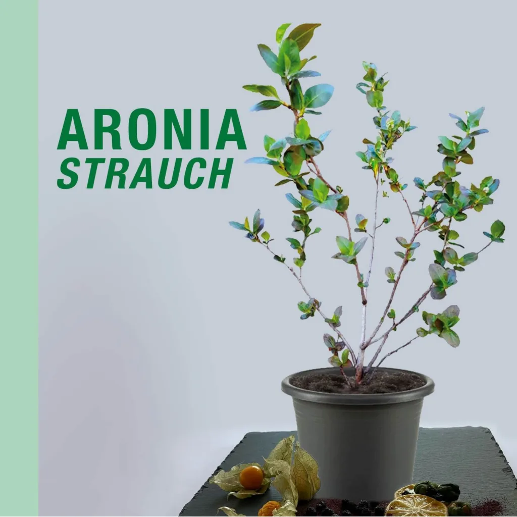 Aronia Strauch Sorte Nero, Premium Qualität, 60-80  cm, wurzelnackt mit Dünger, Ansicht 12