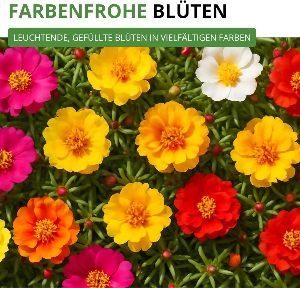 Portulakröschen Gefüllte Mischung Samen - Portulaca grandiflora - Blumensamen - Saatgut für 150 Pflanzen — Bild 2