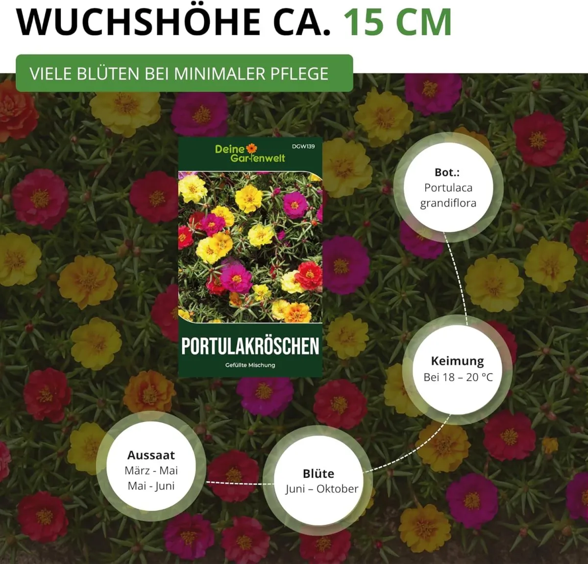 Portulakröschen Gefüllte Mischung Samen - Portulaca grandiflora - Blumensamen - Saatgut für 150 Pflanzen — Bild 3