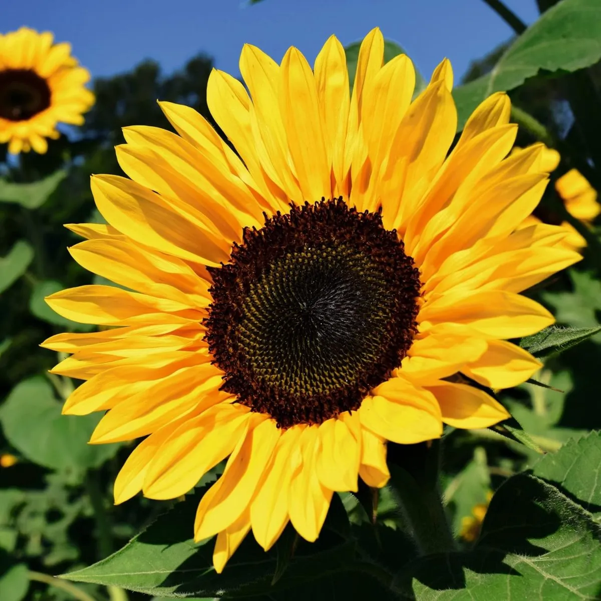 Sonnenblumen Einfache Riesen Samen - Helianthus annuus - Sonnenblumensamen - Blumensamen - Saatgut für 20 Pflanzen — Bild 3