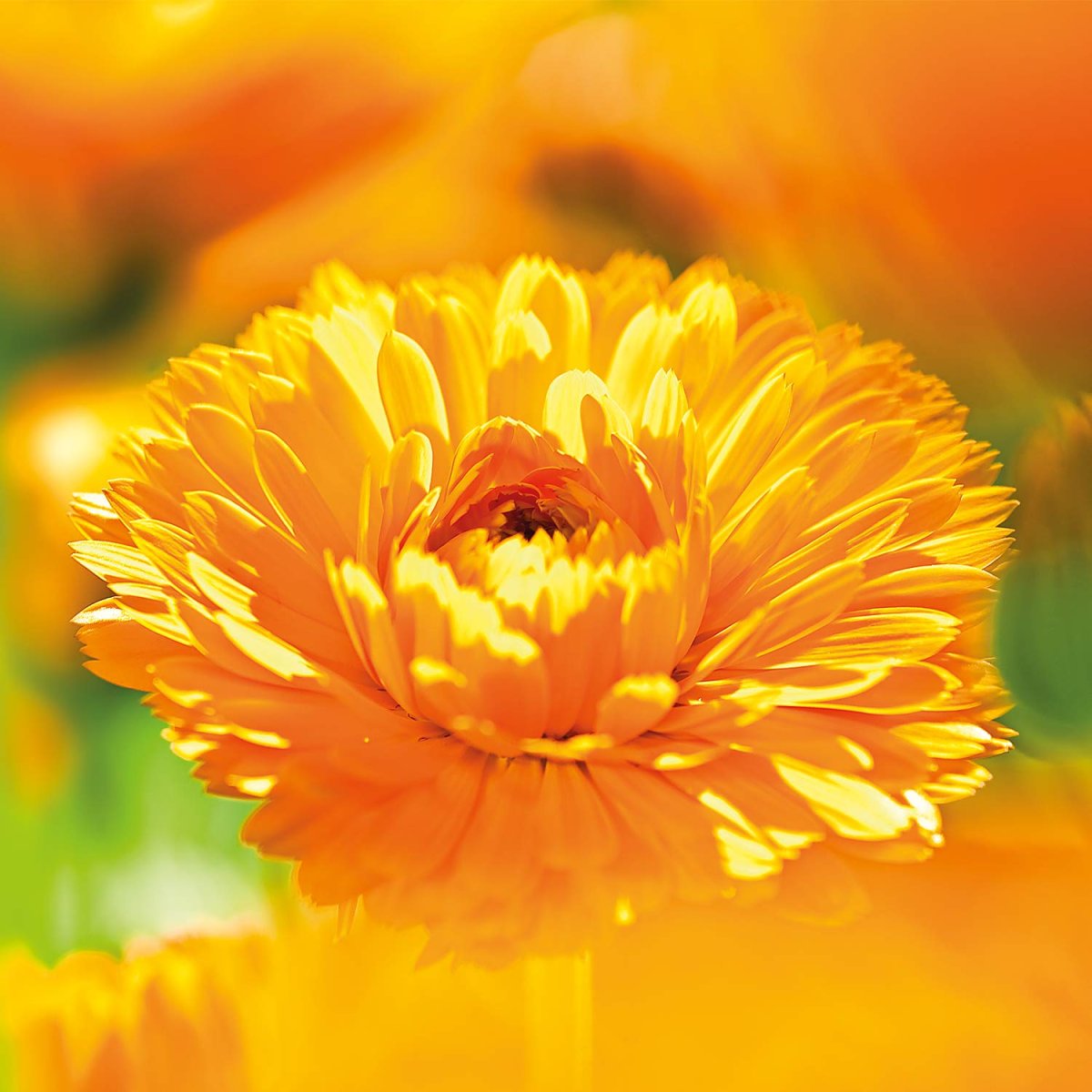 WELEDA Calendula Baby-Pflegeöl parfumfrei, 200 ml Öl — Bild 6
